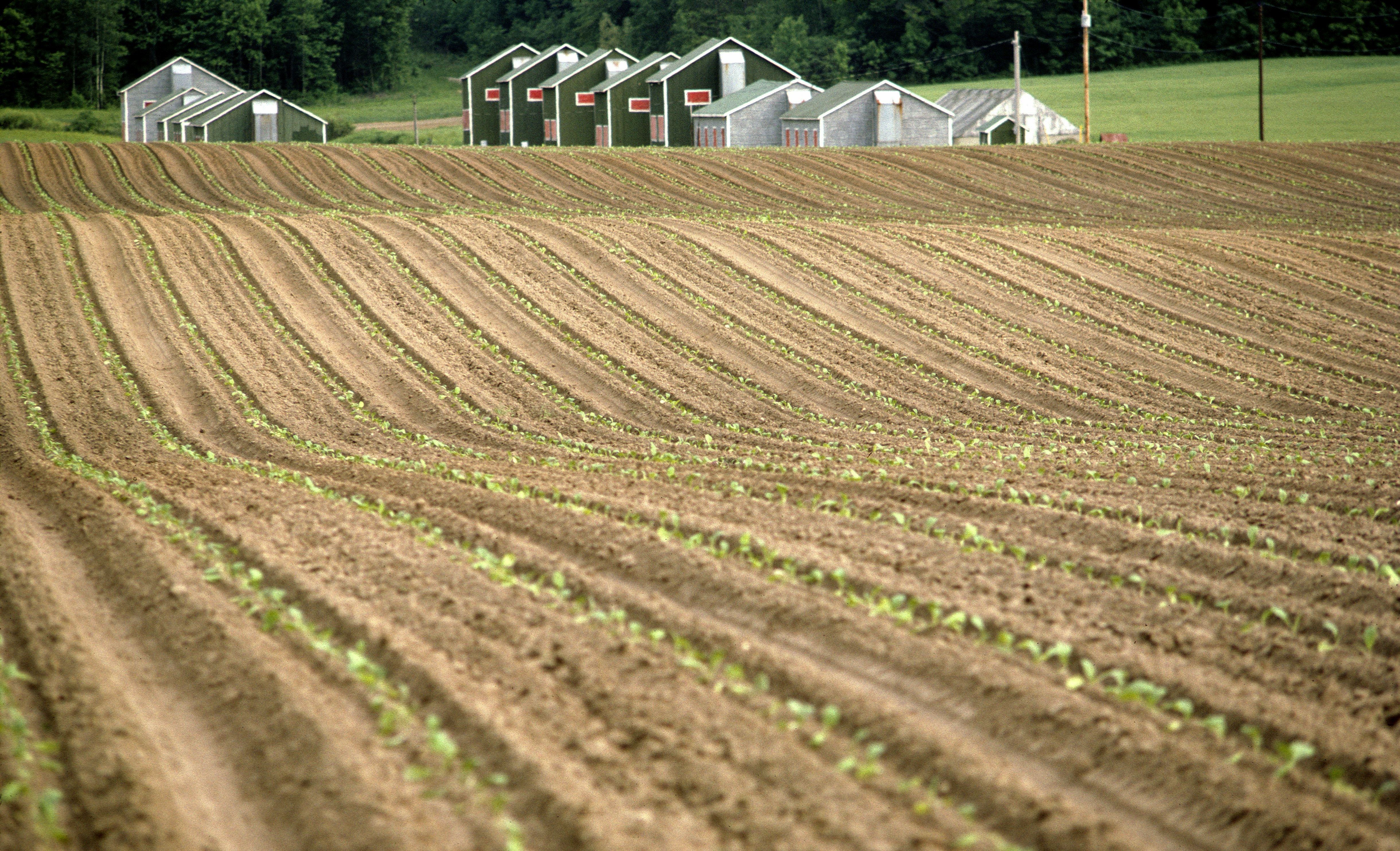 Tobacco fields and curing barns