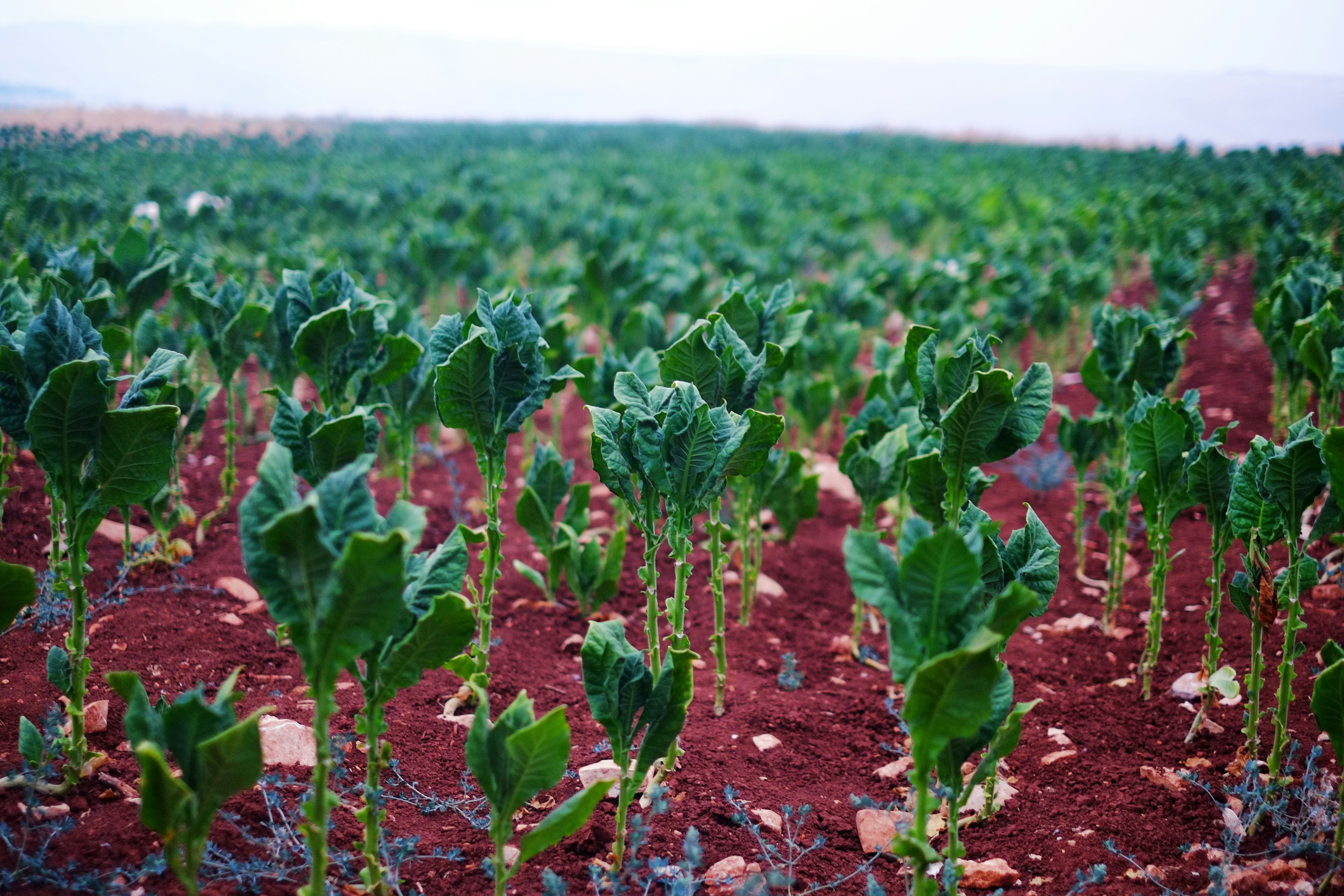 Young tobacco plants in red soil