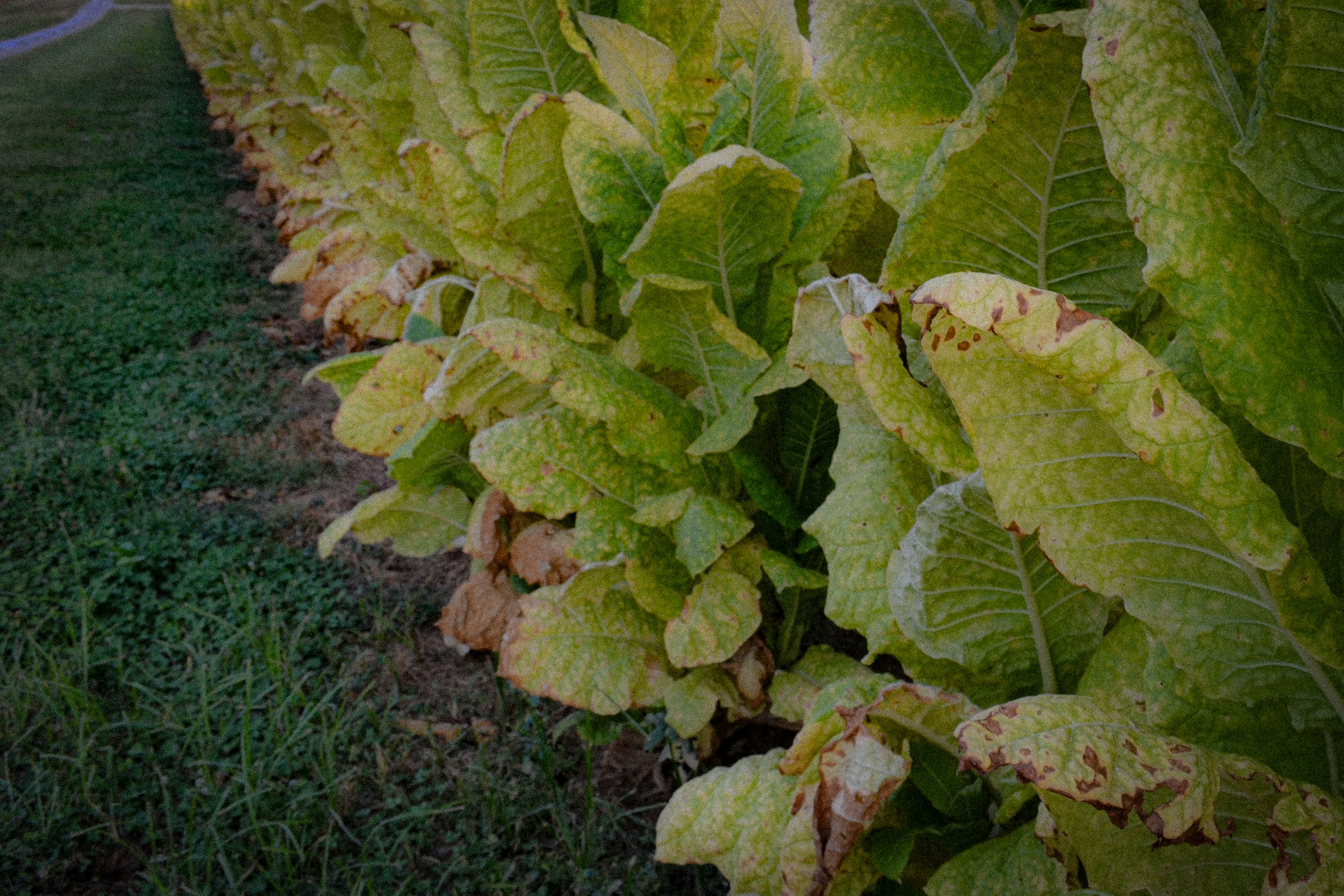 Mature tobacco leaves